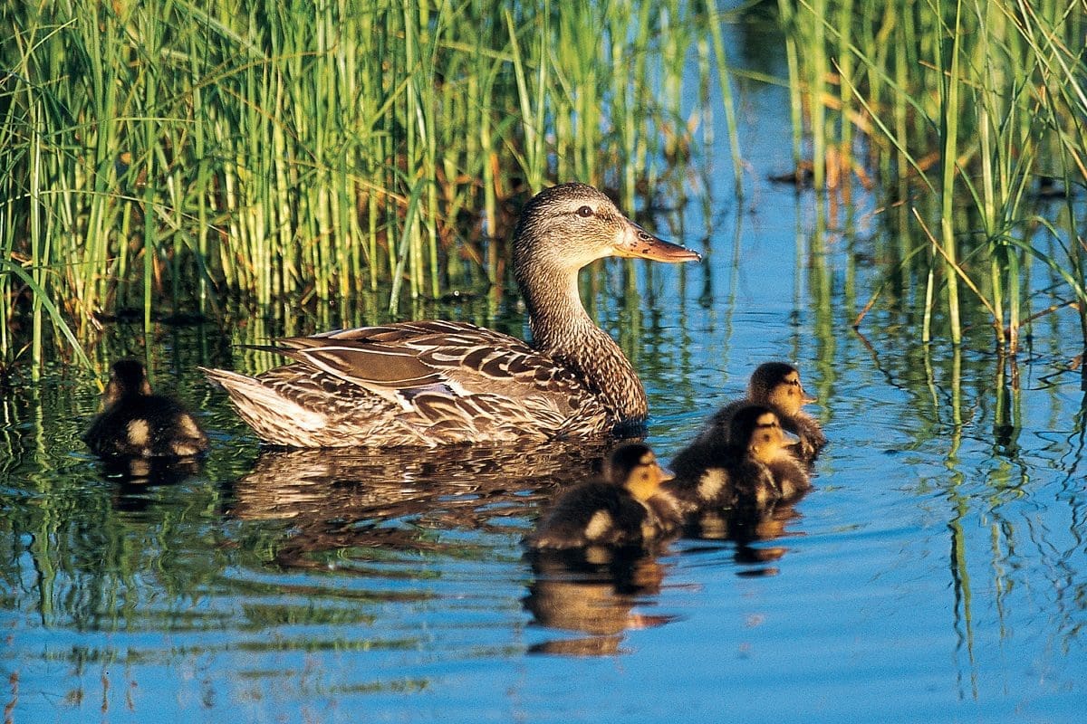 Les cinq grands moyens grâce auxquels l’habitat des canards vous aide