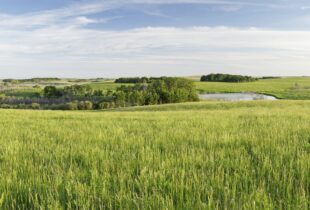 Rapprocher Cowessess et le lac Winnipeg : la bonne intendance fait les grands voisins