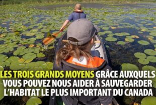 Trois grands moyens qui vous permettent de sauver l’habitat le plus important du Canada