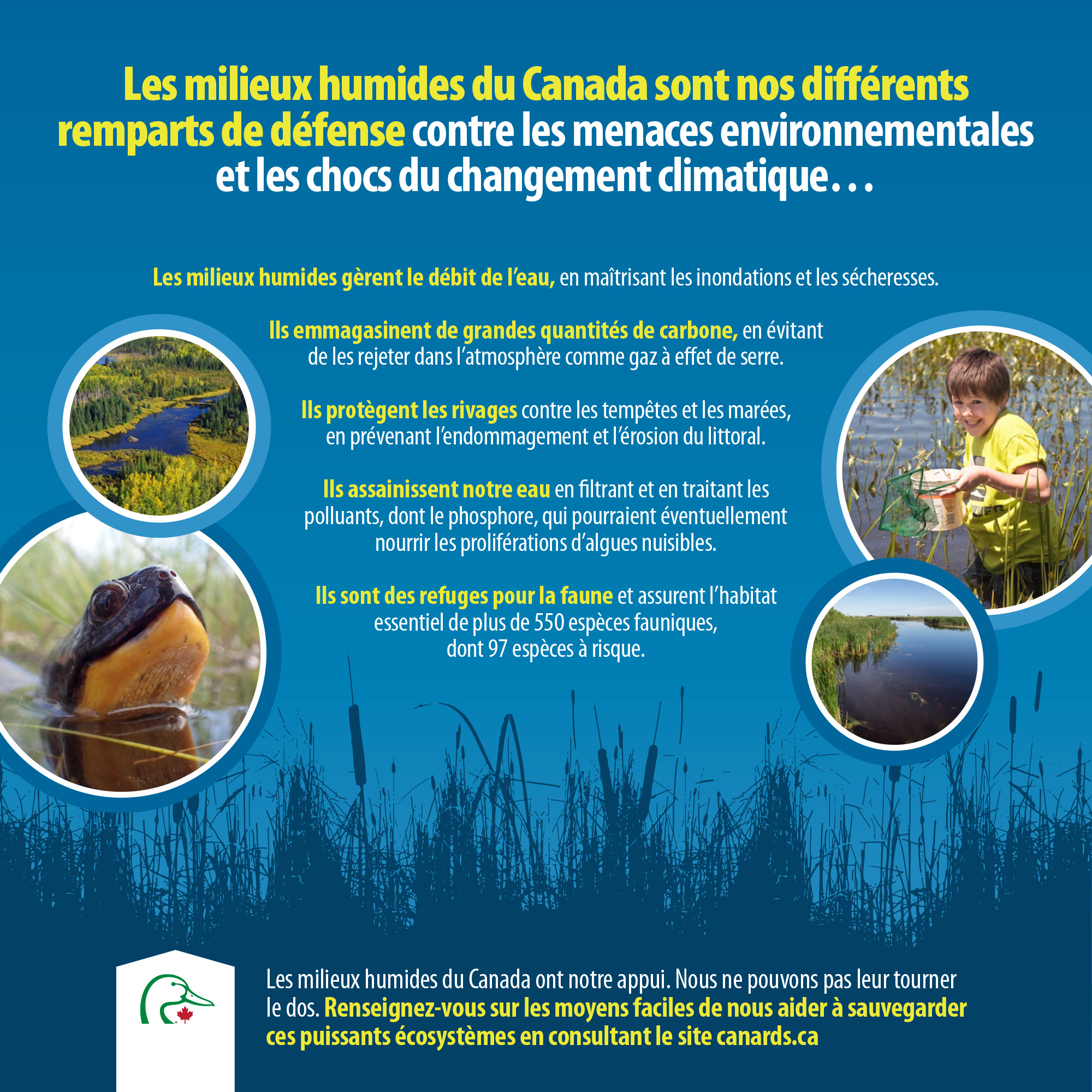 Les milieux humides du Canada sont nos différents remparts de défense contre les menaces environnementales et les chocs du changement climatique…