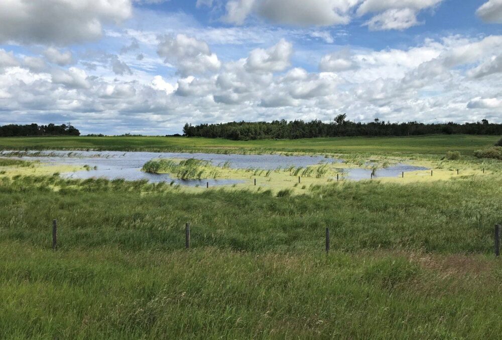 La restauration des milieux humides améliore la résilience des paysages contre les inondations et les sécheresses.  