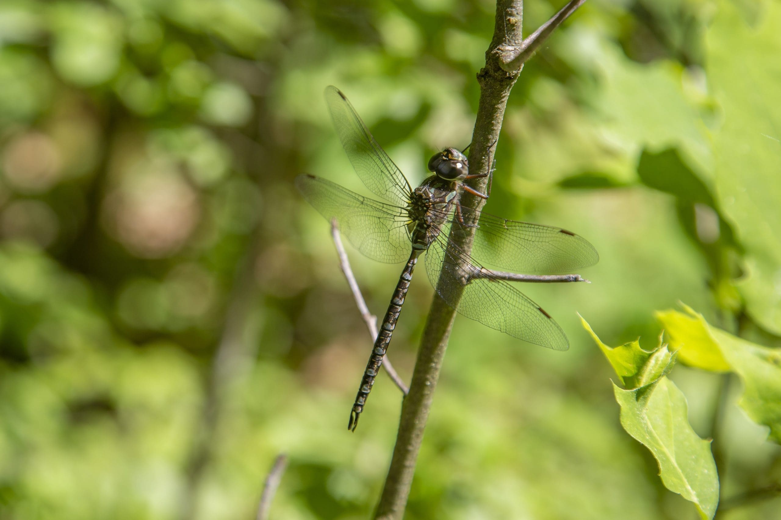 Dragonfly on a branch