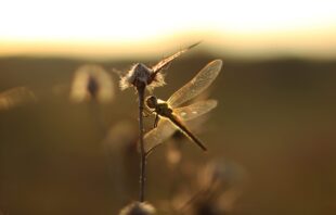 Dragonfly on milkweed