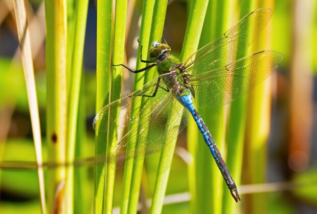 La biodiversité continuera de se dégrader si nous ne faisons pas plus pour protéger les milieux humides