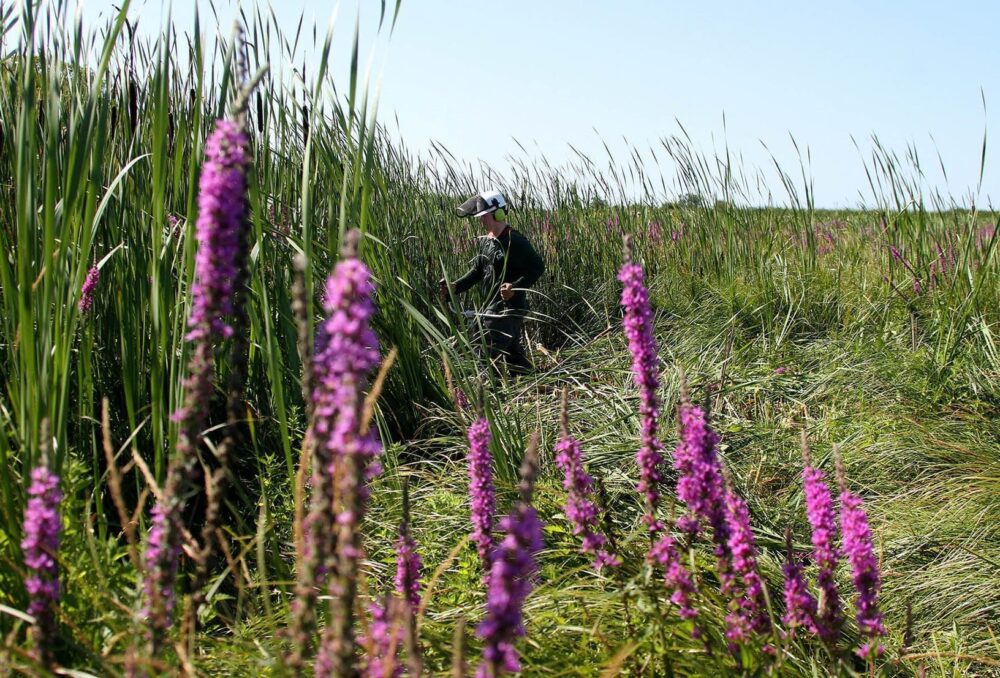 Coupe de quenouilles envahissantes dans un habitat de milieux humides 