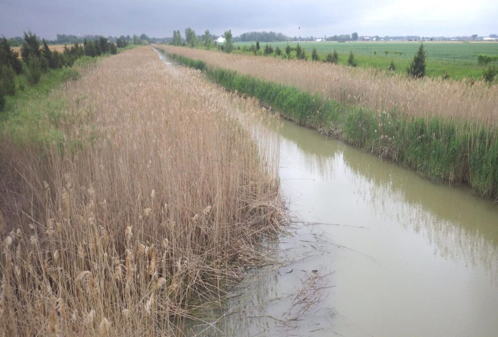 Le phragmite envahissant se fraie un chemin vers de nouveaux sites en utilisant des couloirs de transport de toutes sortes, y compris les fossés et les drains.