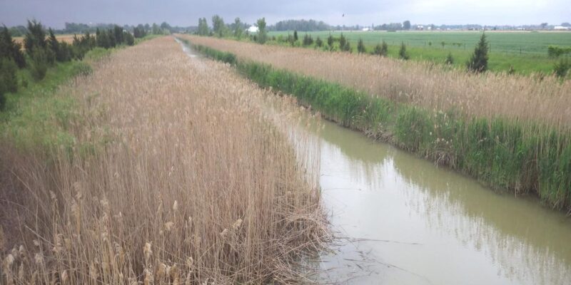 Chasser les phragmites : La course que nous devons gagner