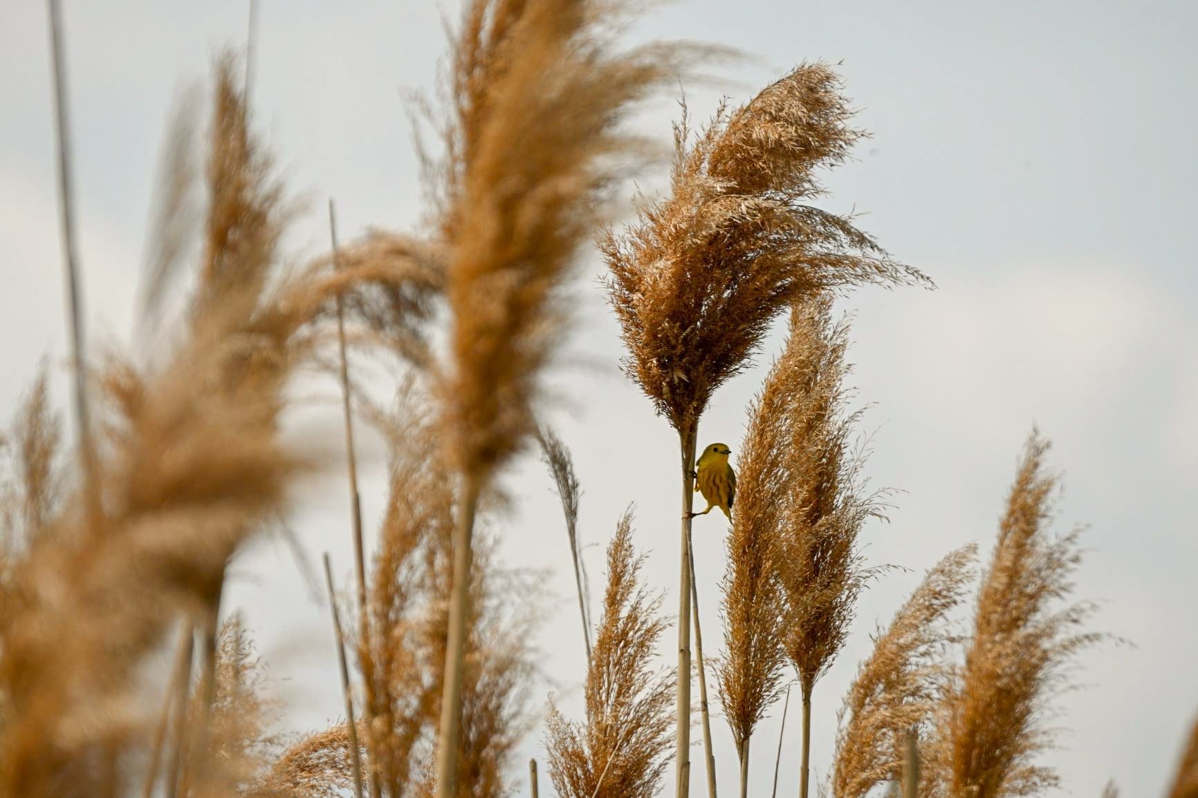 Yellow warbler perched on a phragmites