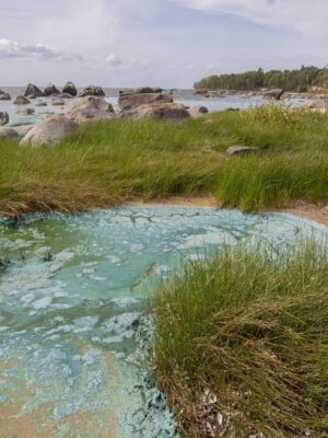 Faites notre test sur les algues bleu-vert