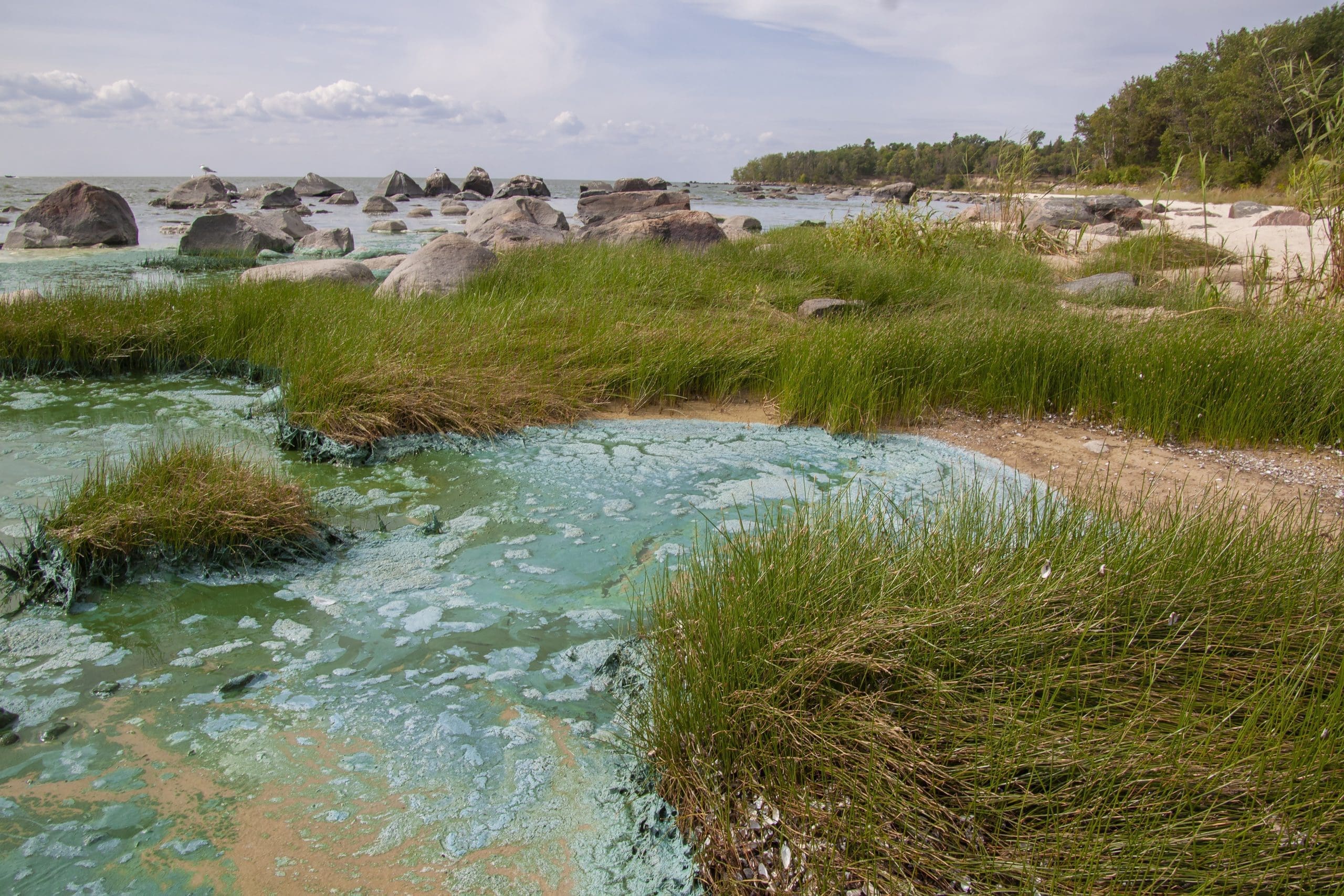 blue green algae lake erie