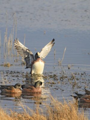 L'art d'identifier les canards