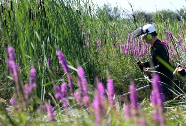 L’élimination des quenouilles envahissantes dans le delta du fleuve Fraser est une réussite