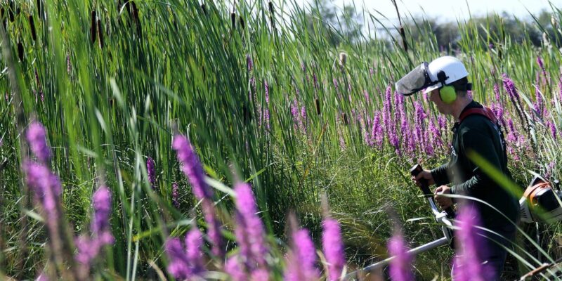 L’élimination des quenouilles envahissantes dans le delta du fleuve Fraser est une réussite