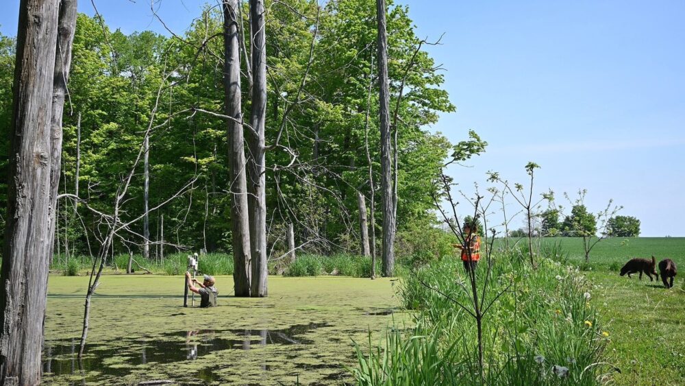 Les scientifiques de CIC ont passé deux ans à étudier huit petites zones humides restaurées dans le bassin versant du lac Érié, dans le sud de l'Ontario, afin de déterminer leur capacité à retenir les nutriments de l'eau avant qu'ils ne se déplacent en aval. La recherche a révélé une réduction importante des nutriments : une preuve supplémentaire que les investissements dans les habitats humides sont très rentables, car ils permettent de déverser une eau plus propre et plus saine dans nos lacs.