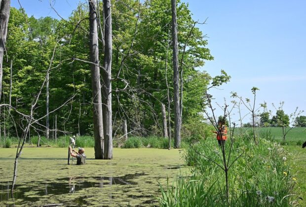 Les milieux humides peuvent-ils venir en aide à nos lacs malades?