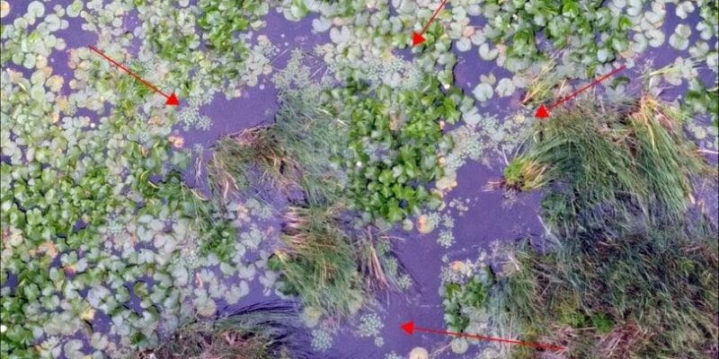 L’intelligence artificielle au service de l’identification des espèces envahissantes