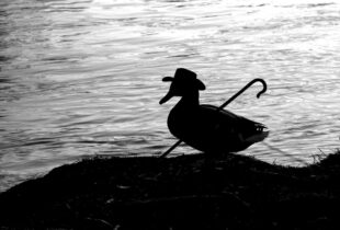 Dernière heure : La découverte du plus vieux canard au monde met en lumière les prodiges de la conservation