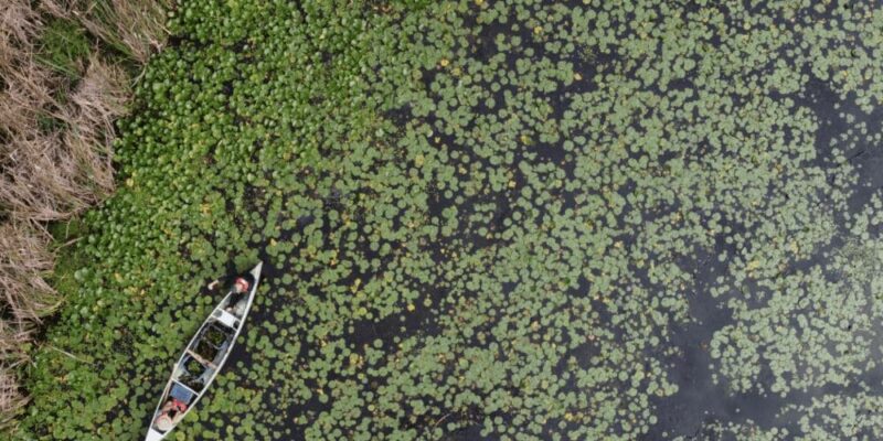 Programme d’éradication de la châtaigne d’eau européenne de CIC en Ontario