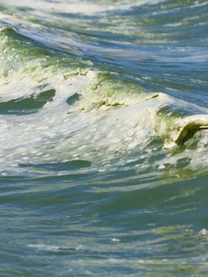 Quelle solution pour les lacs malades du Canada?