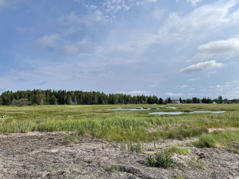 CIC et ses partenaires en matière de conservation continuent de conserver et de restaurer les marais salés, ainsi que les terrains auxiliaires non aménagés dans tout le Canada atlantique et de les préserver contre la compression côtière.