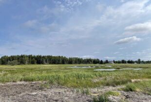 Canards Illimités Canada fait l’acquisition d’un marais salé vital dans la Péninsule acadienne