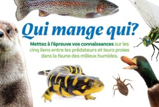 Mettez à l’épreuve vos connaissances sur la nature grâce aux jeux questionnaires de CIC sur la faune