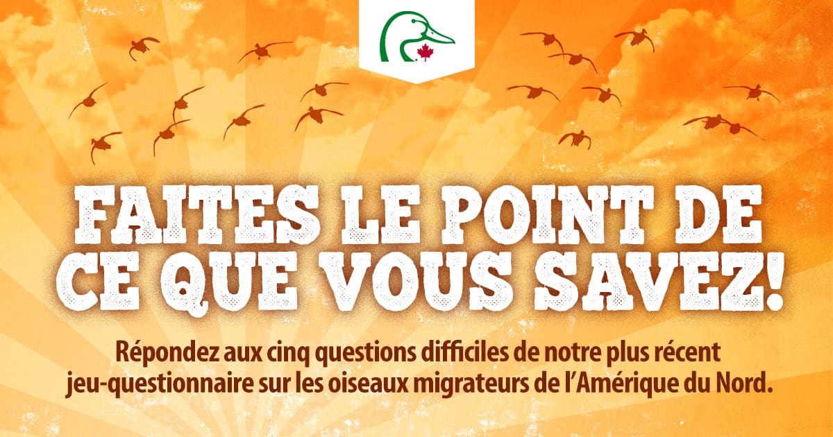 Essayez notre deuxième quiz sur les oiseaux