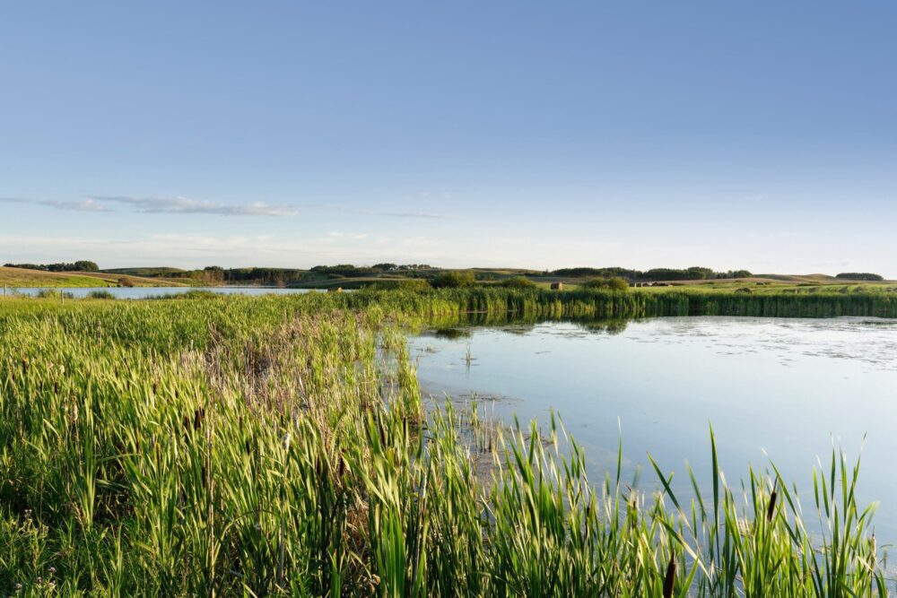 Une milieux humide de fondrière en Saskatchewan