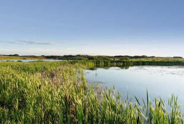 Une nouvelle étude de Canards Illimités Canada et de l’Université de la Saskatchewan démontre les effets climatorafraîchissants des milieux humides