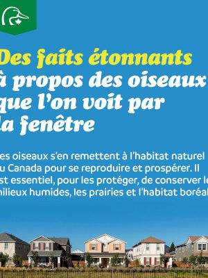 Des faits étonnants à propos des oiseaux que l’on voit par la fenêtre