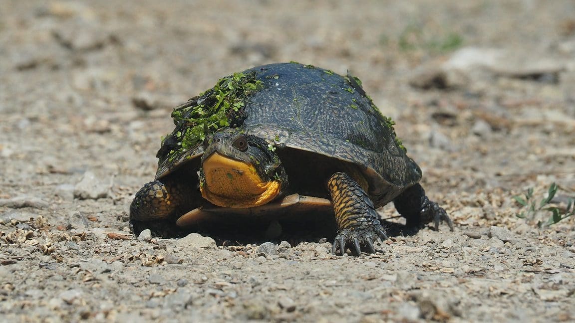 Blanding's turtle at St. Luke's Marsh