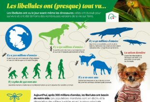 Les libellules ont (presque) tout vu