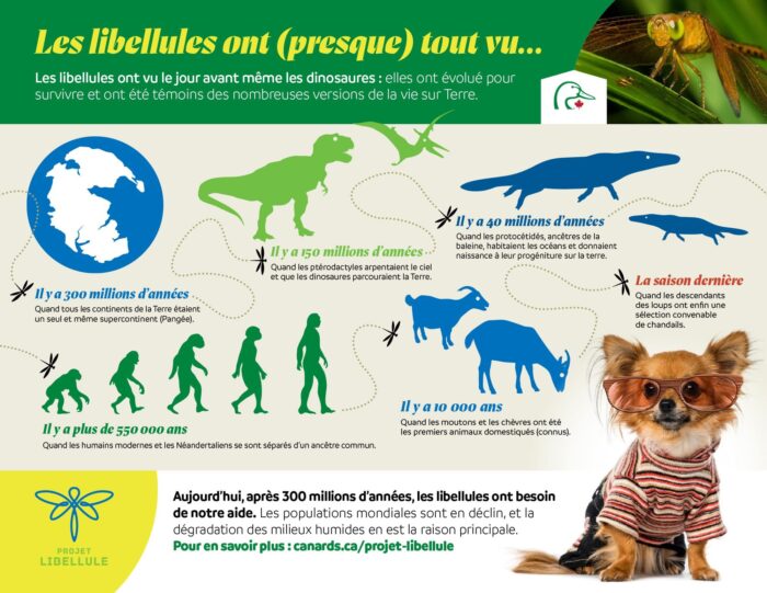 libellule infographic