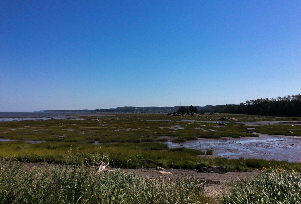 Photo prise sur le terrain au Bas Saint-Laurent par l'équipe de CIC ou MELCC