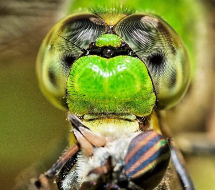 Observation d'une libellule par Bill Kendall.