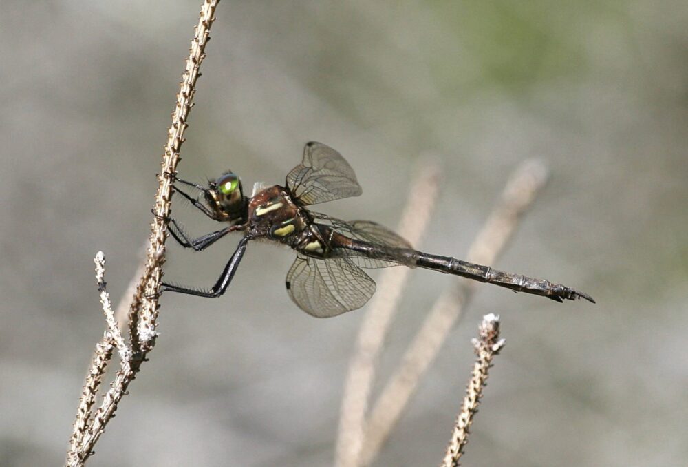 hines emerald dragonfly