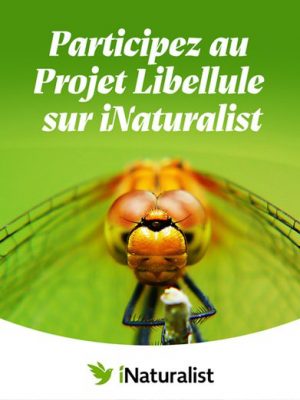 Participez au Projet Libellule sur iNaturalist