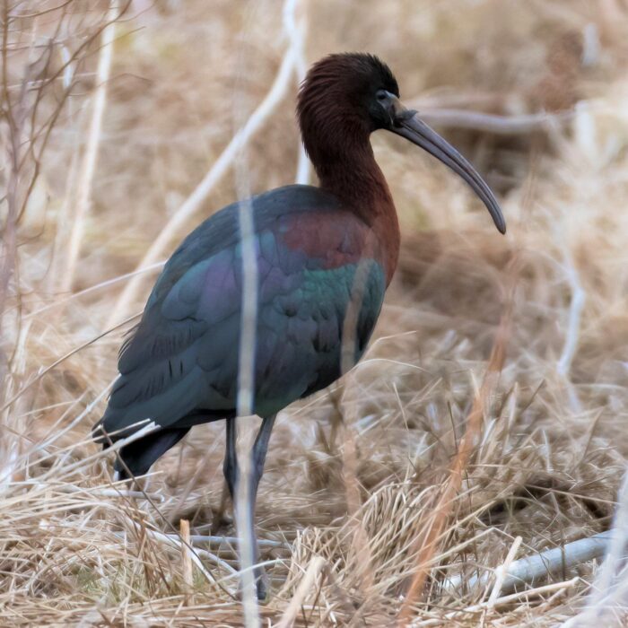 Ibis falcinelle