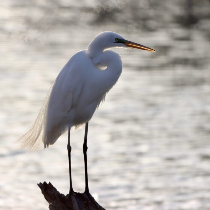 Grande aigrette