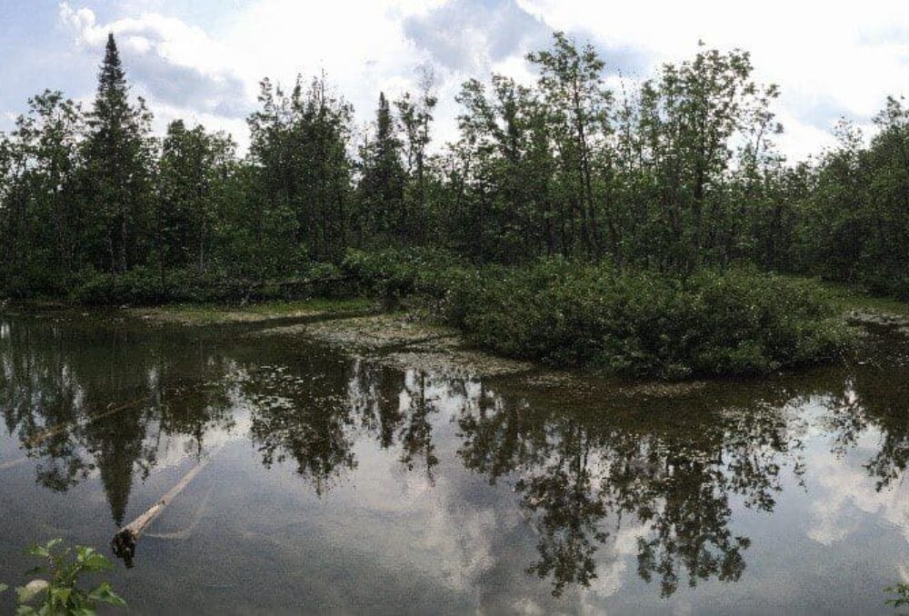 Photo prise sur le terrain au Bas Saint-Laurent par l'équipe de CIC ou MELCC