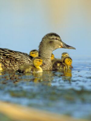 Les cinq grands moyens grâce auxquels l’habitat des canards vous aide