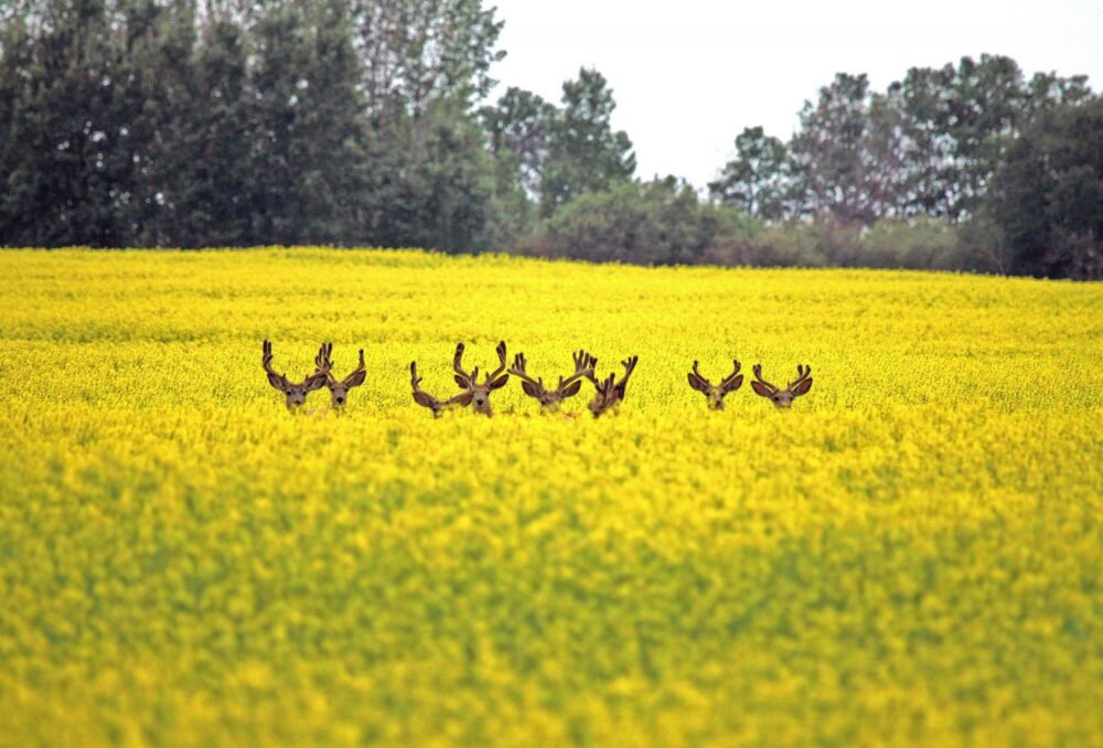 Cerf mulet dans un champ de canola en Saskatchewan. 