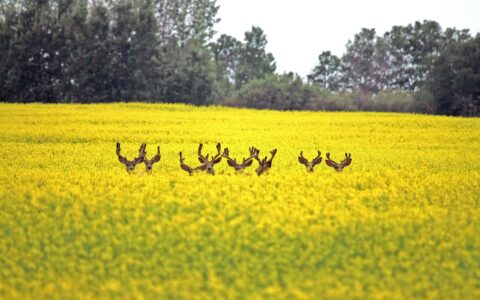 Matière à réflexion durable : l’influence de l’agriculture sur la biodiversité