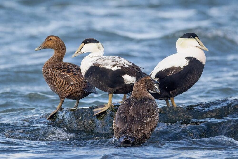 Eiders communs