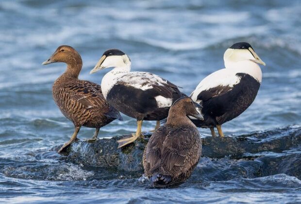 Le nouvel atlas des canards de mer attire l’attention sur les espèces méconnues et sur les moyens de les protéger