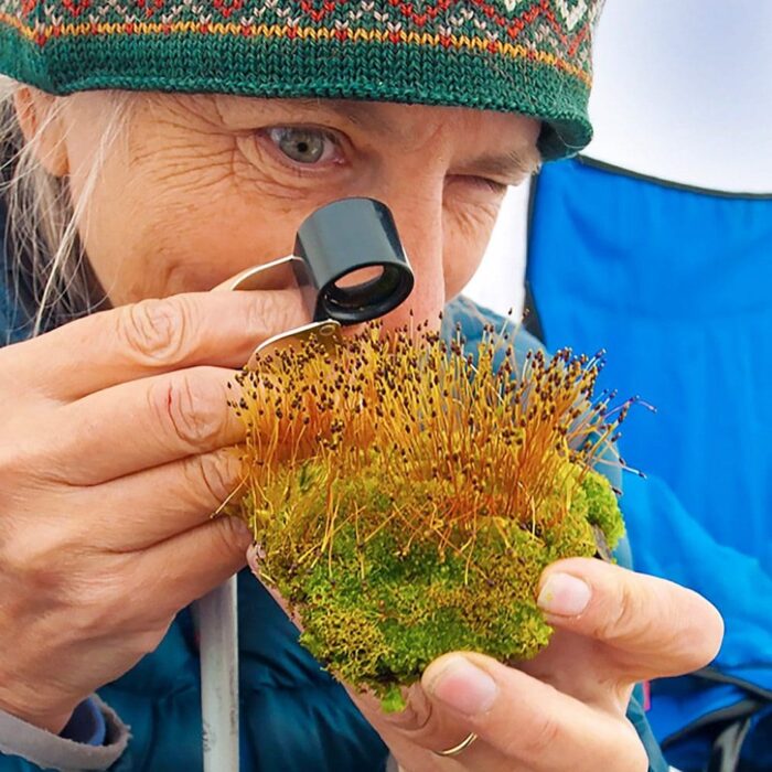 La bryologiste Catherine La Farge examine de la mousse sur l’île Banks dans le Haut-Arctique. Certaines mousses absorbent parfois 26 % de leur poids en humidité, ce qui en fait le meilleur allié du pompier.