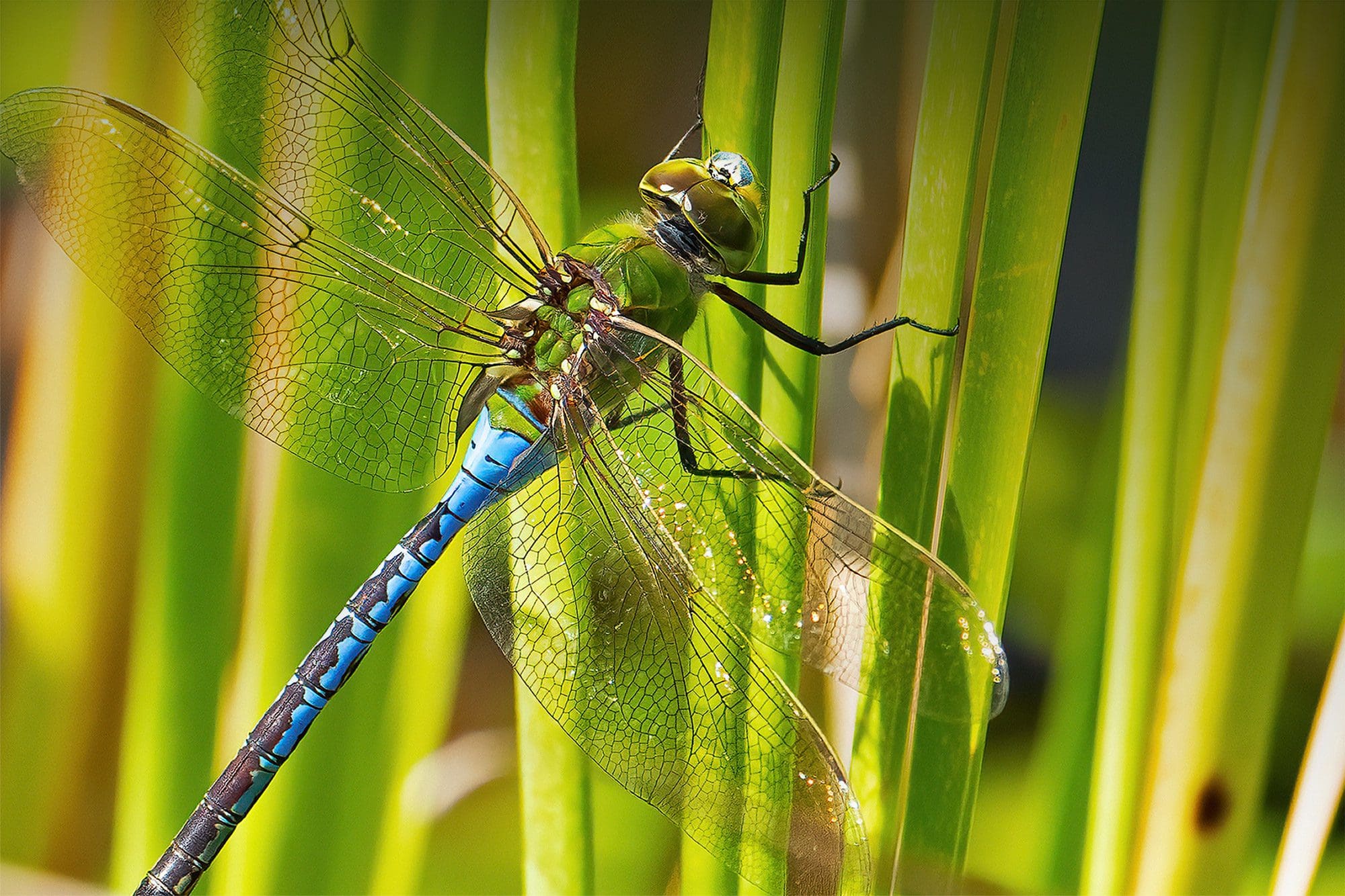 Green Darner Dragonfly on Phragmite