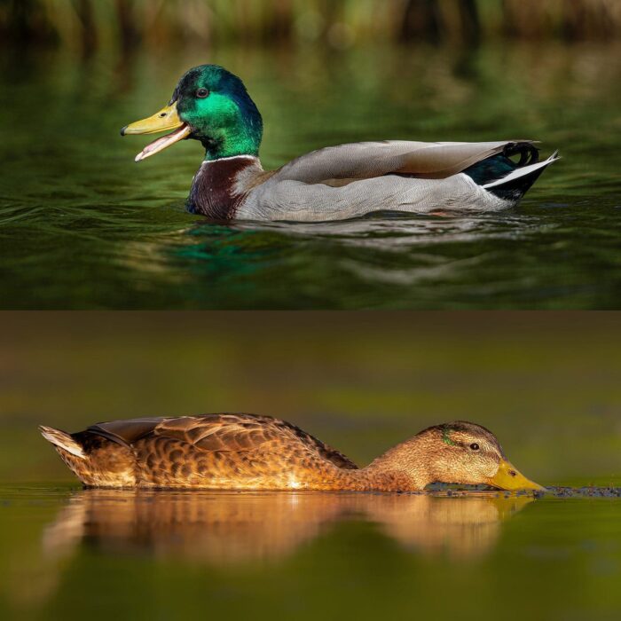 Vous avez peut-être constaté qu’on se sert des termes « nuptial » et « éclipse » pour décrire le plumage des canards, ou encore des termes « de base » et « secondaire ». Tous ces termes sont valables; il s’agit d’une question de préférence.