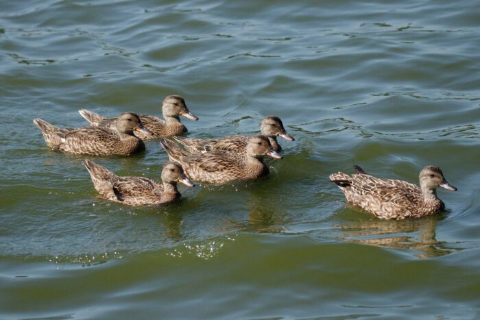 De jeunes canards chipeaux suivent les traces de leur mère, quasi identique. 