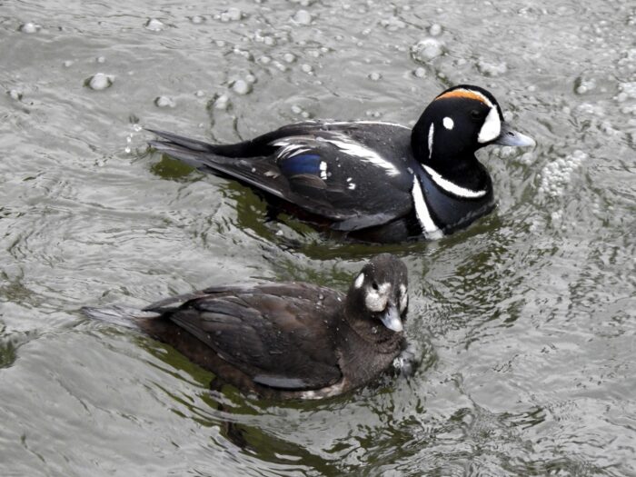 Canards arlequins